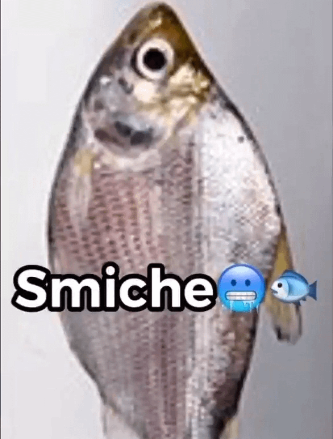 Smiche 🥶🐟 : r/smiche
